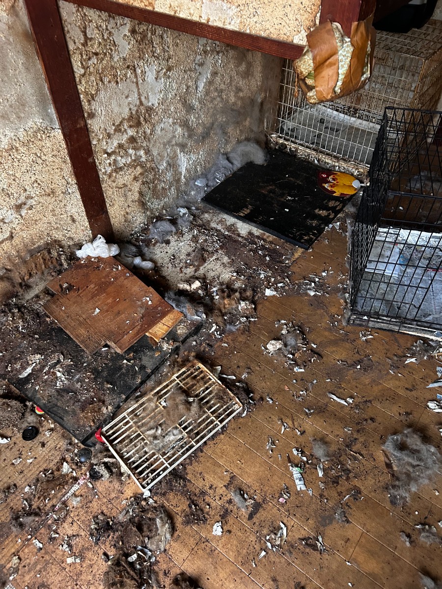そのような経験は沢山しておりますので何も問題御座いません、ゴミ屋敷と害虫は必ず問題として出てきます。